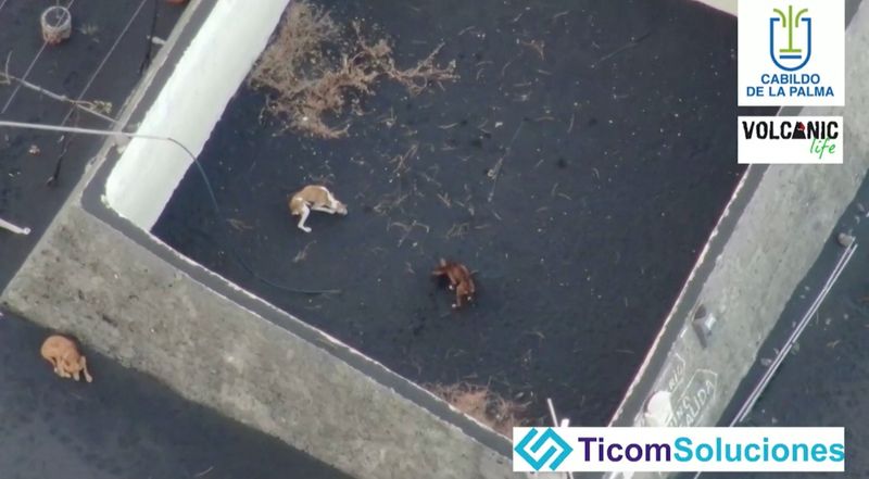 &copy; Reuters. Cachorros presos em área cercada por lava de vulcão na ilha espanhola de La Palma, em imagem obtida com drone
Governo de La Palma/Volcanic Life/Ticom Soluciones/Divulgação via Reuters