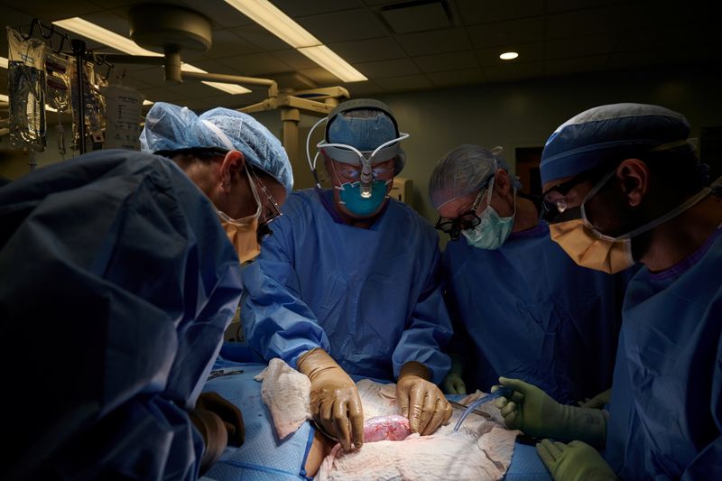 &copy; Reuters. El equipo médico examina el riñón de cerdo en busca de señales de rechazo hiperagudo, mientras el órgano era trasplantado afuera del cuerpo para permitir la observación y toma de muestras de tejido durante un período de estudio de 54 horas, en NYU 