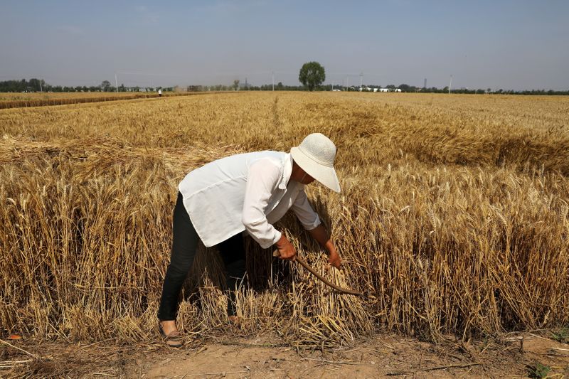 &copy; Reuters. Pessoa colhe safra de trigo no condado de Wei, na província de Hebei, China
11/06/2021 REUTERS/Tingshu Wang