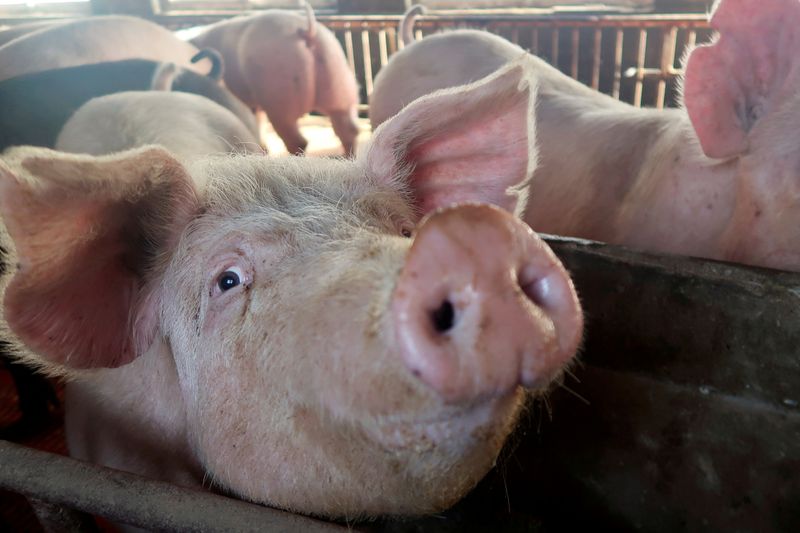 &copy; Reuters. Criação de suínos em Xiaoxinzhuang, Hebei, China 
25/1/2018  REUTERS/Dominique Patton