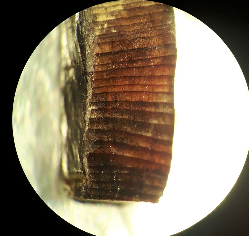 &copy; Reuters. قطعة من الخشب عثر عليها في مستوطنة ‬‬‬لانس أو ميدو التي تم إنشاؤها منذ 1000 عام في جزيرة نيوفاوندلاند الكندية. صورة مجهرية غير مؤرخة حصلت علي