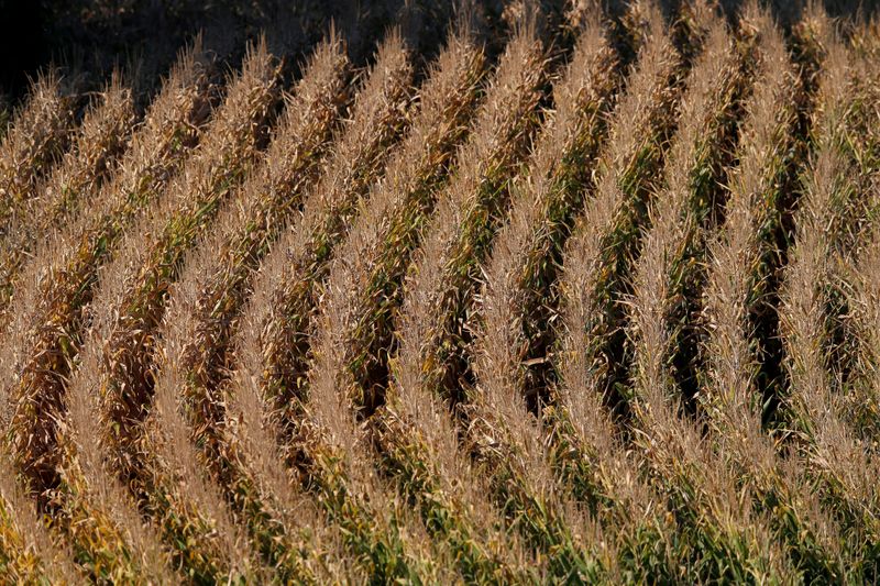 © Reuters. Plantação de trigo em Woellenheim, perto de Estrasburgo, França
 13/9/2019 REUTERS/Vincent Kessler