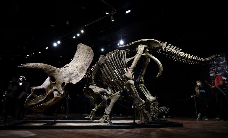 &copy; Reuters. الهيكل العظمي للديناصور "جون الكبير" قبل مزاد في باريس في صورة بتاريخ 20 اكتوبر تشرين الأول 2021. تصوير: سارة مايسونيه - رويترز.