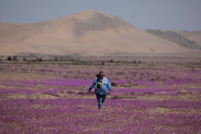 &copy; Reuters. La profesora de Ciencias Naturales y Biología Gina Arancio camina por una zona del desierto de Atacama parcialmente cubierta de flores durante el 'Desierto Florido', un fenómeno natural que llena de flores y plantas el desierto más árido del mundo y q