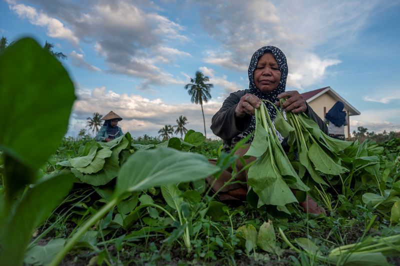 &copy; Reuters. FILE PHOTO: A farmer harvests mustard at Balane village, Central Sulawesi province, Indonesia, August 4, 2021. Antara Foto/Basri Marzuki/via Reuters.