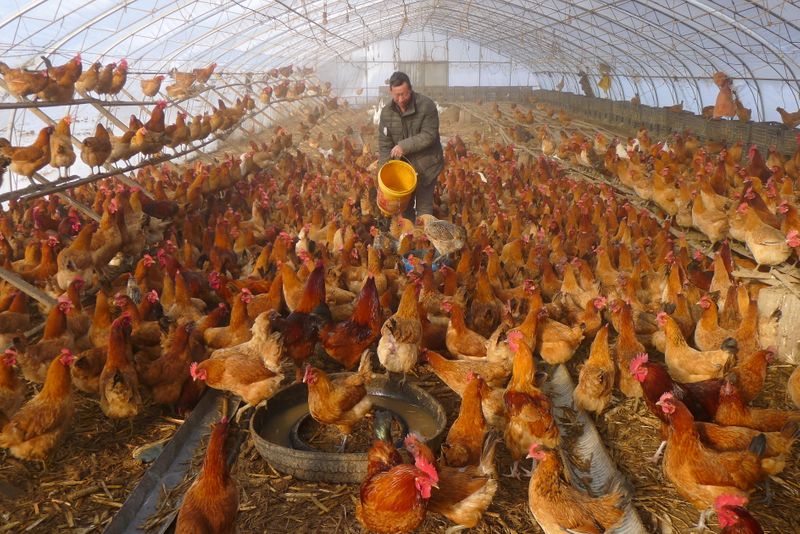 &copy; Reuters. FILE PHOTO:  A man provides water for chickens inside a greenhouse at a farm in Heihe, Heilongjiang province, China November 17, 2019.   REUTERS/Stringer   