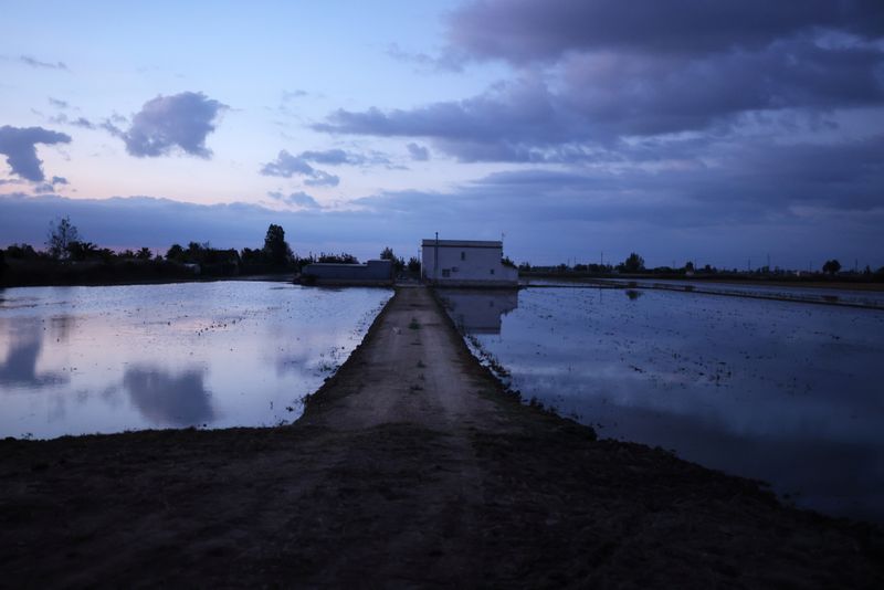 &copy; Reuters. Campos de arroz después de la cosecha en el Delta del Ebro, Deltebre, España, 14 de octubre de 2021. REUTERS/Nacho Doce