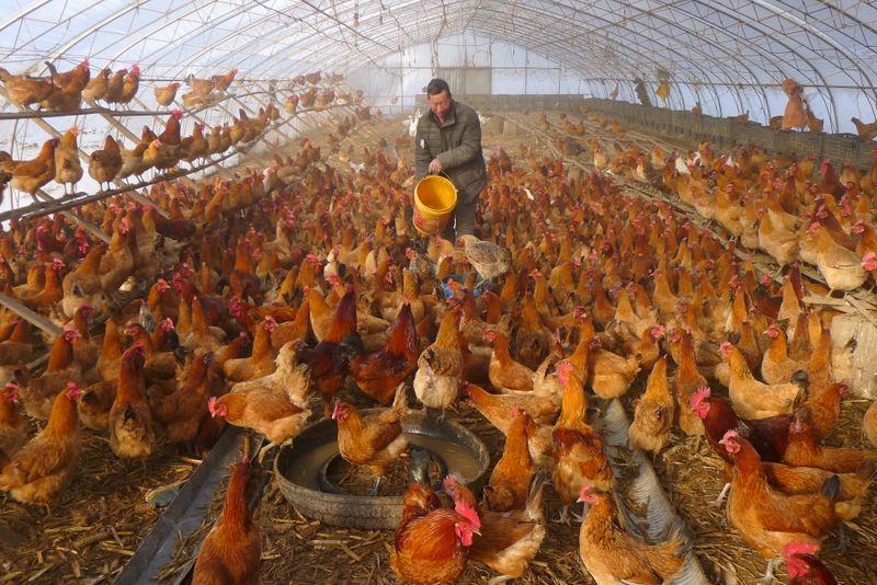 &copy; Reuters. Homem fornece água para galinhas dentro de estufa em uma fazenda em Heihe, China 
17/11/2019 REUTERS/Stringer