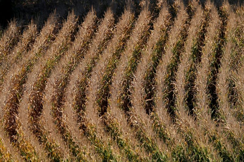 &copy; Reuters. Plantação de trigo em Woellenheim, perto de Estrasburgo, França
13/9/2019 
REUTERS/Vincent Kessler