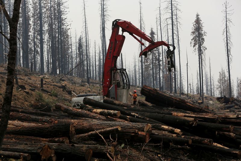 &copy; Reuters. FOTO DE ARCHIVO: Un sitio de tala activa entre árboles quemados por el incendio Rim del año pasado cerca de Groveland, California, el 30 de julio de 2014. REUTERS/Robert Galbraith