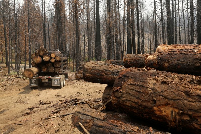 تقرير: حرائق الغابات وقطع الأشجار يحولون غابات محمية لمصادر لانبعاث الكربون