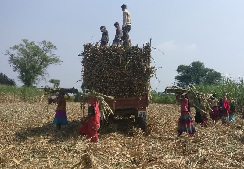 &copy; Reuters. Colheita de cana-de-açúcar no Estado de Maharashtra, Índia 
10/11/2018
REUTERS/Rajendra Jadhav