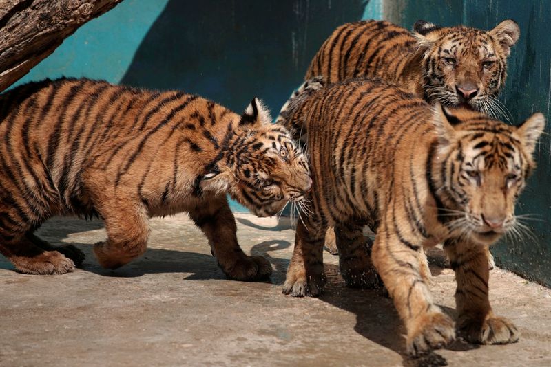 &copy; Reuters. Filhotes de tigre em zoológico de Havana
27/10/2020
REUTERS/Alexandre Meneghini