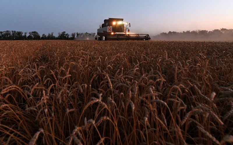 مصر تشتري 180 ألف طن من القمح الروسي للشحن في 11-20 ديسمبر