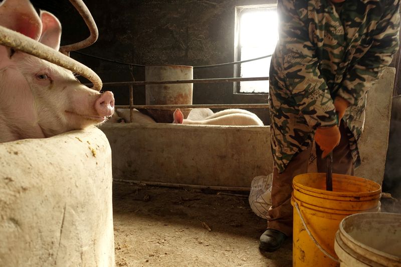 &copy; Reuters. FILE PHOTO: The wife of pig farmer Han Yi prepares feed for pigs on his farm at a village in Changtu county, Liaoning province, China January 17, 2019. REUTERS/Ryan Woo