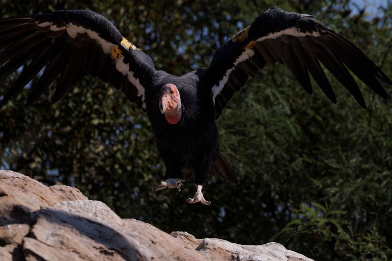 &copy; Reuters. Imagen de un condor de California llamado Molloko en el San Diego Zoo Safari Park, luego de que científicos de la San Diego Zoo Wildlife Alliance descubrieron que dos polluelos de condor de California nacieron desde huevos no fertilizados, en Escondido, 