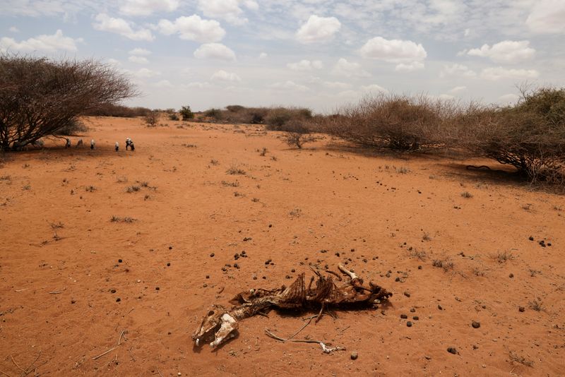 &copy; Reuters. Imagen de archivo del esqueleto de un burro que murió debido a una sequía cerca del pueblo de Kargi, condado de Marsabit, Kenia. 9 de octubre, 2021. REUTERS/Baz Ratner/Archivo