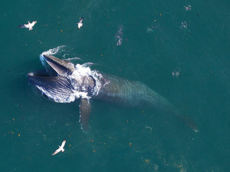 &copy; Reuters. حوت أزرق بعلامة قابلة للإزالة قبالة سواحل كاليفورنيا بالولايات المتحدة في صورة منشورة غير مؤرخة. صورة لرويترز.