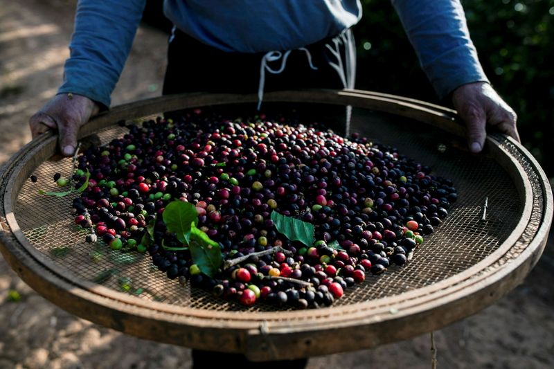 &copy; Reuters. FILE PHOTO: A worker holds a sifter with coffee cherries at a farm where fields of coffee crops were affected by frosts as a strong cold snap hit the south of the top Brazilian producer state of Minas Gerais, in Varginha, Brazil, July 30, 2021. REUTERS/Ro