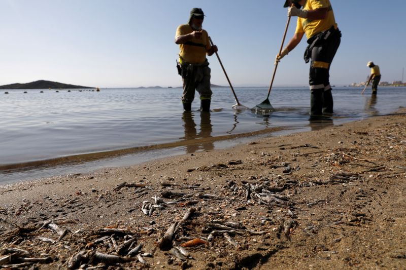 © Reuters. FOTO DE ARCHIVO: Trabajadores municipales recolectan peces y crustáceos muertos en la orilla de la playa 