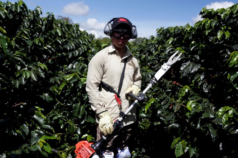 &copy; Reuters. Trabalhador durante colheita de café em Chinchina, na Colômbia
REUTERS/Luisa Gonzalez