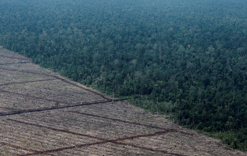 &copy; Reuters. 　インドネシアのシティ・ヌルバヤ・バカール環境林業相は１１月３日、２０３０年までに森林破壊を終わらせるいう世界的な計画は「不適切で不公平」だという考えを示した。写真は伐採