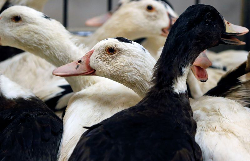 &copy; Reuters. Le ministère français de l'Agriculture a annoncé vendredi le relèvement du niveau de risque vis-à-vis de la grippe aviaire sur l'ensemble du territoire métropolitain, désormais considéré comme "élevé". /Photo d'archives/REUTERS/Regis Duvignau