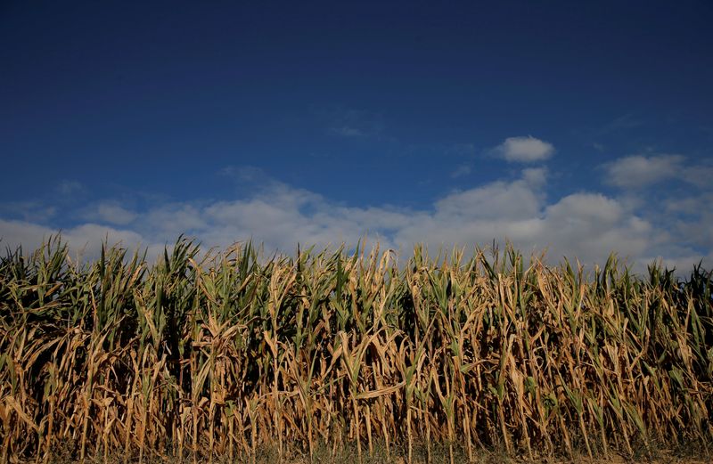 &copy; Reuters. Foto de archivo de un campo de maíz en Schnersheim, cerca de Estrasburgo
Sep 13, 2019. REUTERS/Vincent Kessler