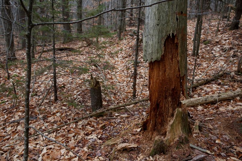 &copy; Reuters. FILE PHOTO: A dead tree assessed for its carbon content is seen in the Hersey Mountain Wilderness, owned by New England Forestry Foundation, in New Hampton, New Hampshire, U.S., December 4, 2020. REUTERS/Elizabeth Frantz/File Photo