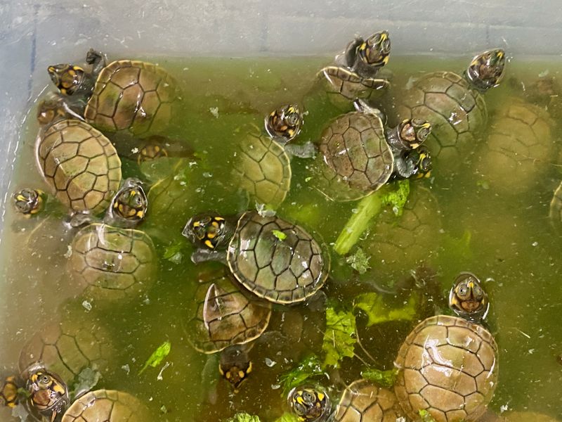 &copy; Reuters. Unas crías de tortugas de río son transportadas en Iquitos, una ciudad de la selva amázonica en Perú, para ser liberadas como parte de un proyecto de conservación. Noviembre 4, 2021. REUTERS/Alfredo Galarza