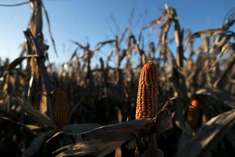 © Reuters. Plantação de milho
08/04/2020
REUTERS/Agustin Marcarian