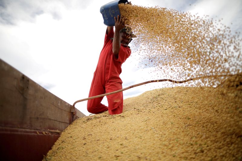 &copy; Reuters. FOTO DE ARCHIVO:  Un trabajador inspecciona soja durante la cosecha cerca de  Campos Lindos