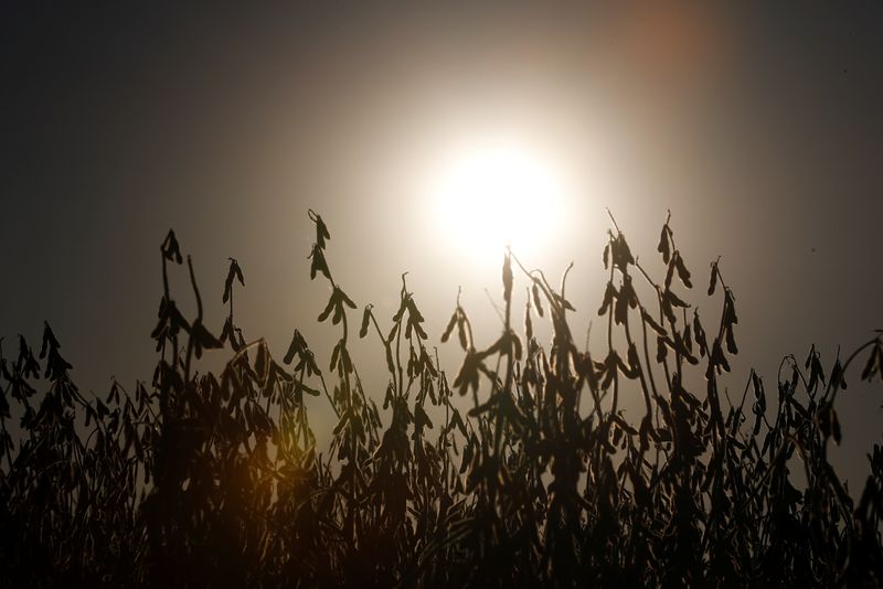 &copy; Reuters. Plantação de soja na Argentina
27/4/2021 
REUTERS/Agustin Marcarian