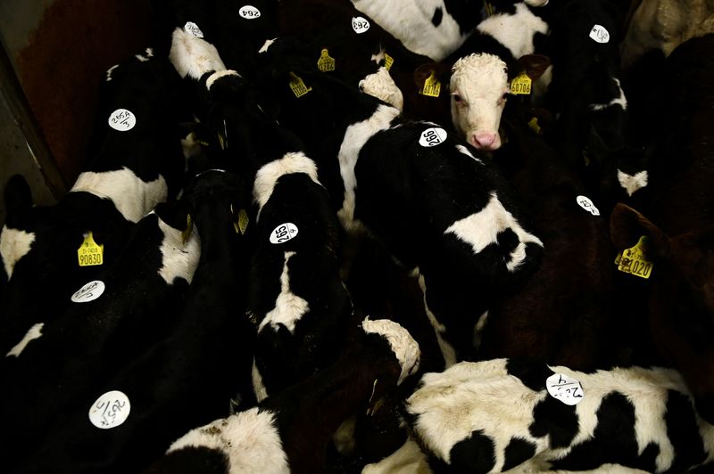 &copy; Reuters. FILE PHOTO: Calves are seen in a holding pen at the Carrigallen Mart livestock cattle auction as the coronavirus disease (COVID-19) restrictions continue to ease in Carrigallen, Ireland, May 22, 2021. REUTERS/Clodagh Kilcoyne