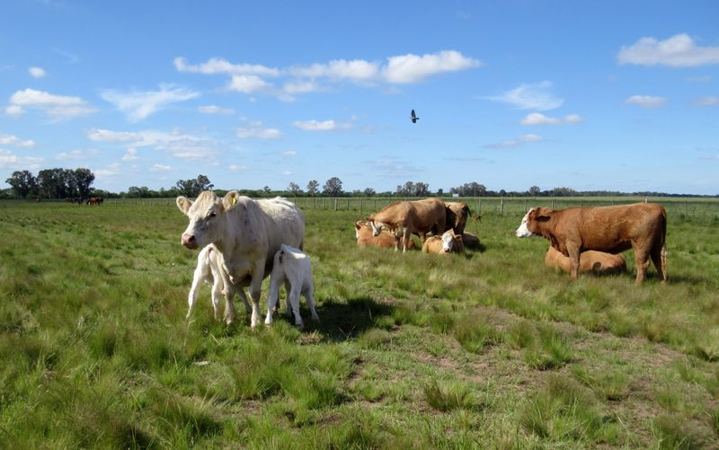 &copy; Reuters. Vacas no pasto perto de La Pampa, na Argentina
02/11/2021 REUTERS/Nicolas Misculin