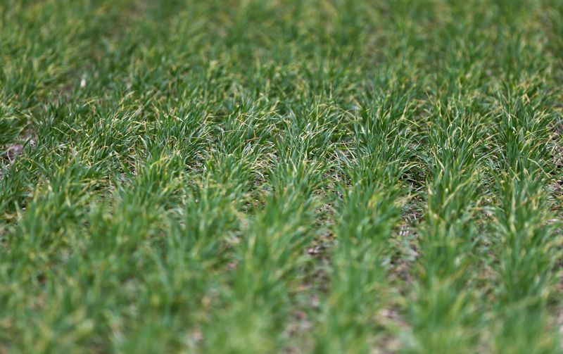 © Reuters. Cultivo de trigo na Argentina
30/09/2019
REUTERS/Agustin Marcarian