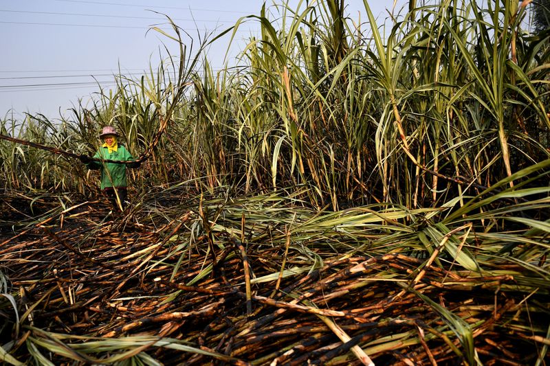 &copy; Reuters. Cana-de-açúcar
21/01/2020
REUTERS/Chalinee Thirasupa