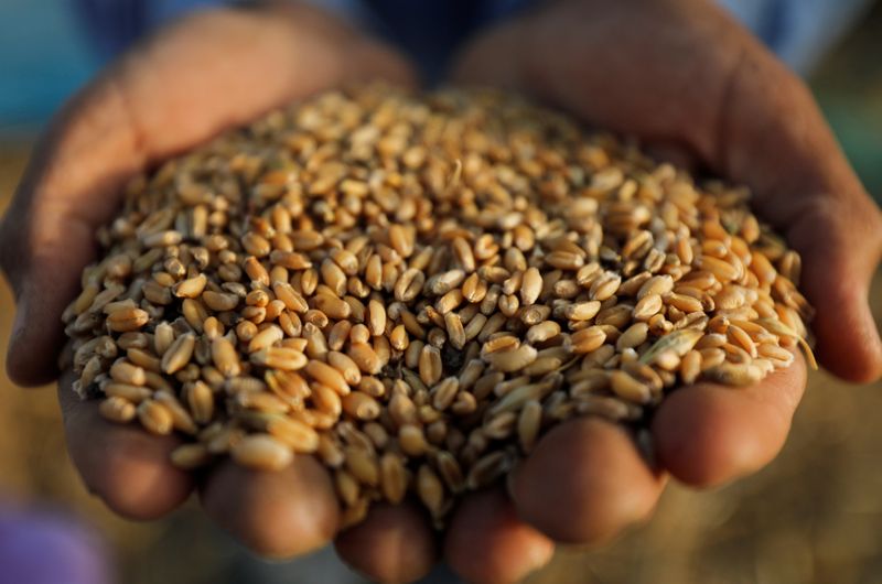 &copy; Reuters. مزارع يحمل في كفيه بعضا من حبوب القمح بعد الحصاد في محافظة الغربية المصرية في صورة من أرشيف رويترز.