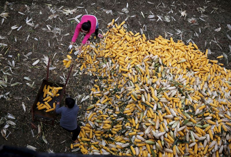 &copy; Reuters. Agricultores na província de Gaocheng
30/09/2015.
REUTERS/Kim Kyung-Hoon