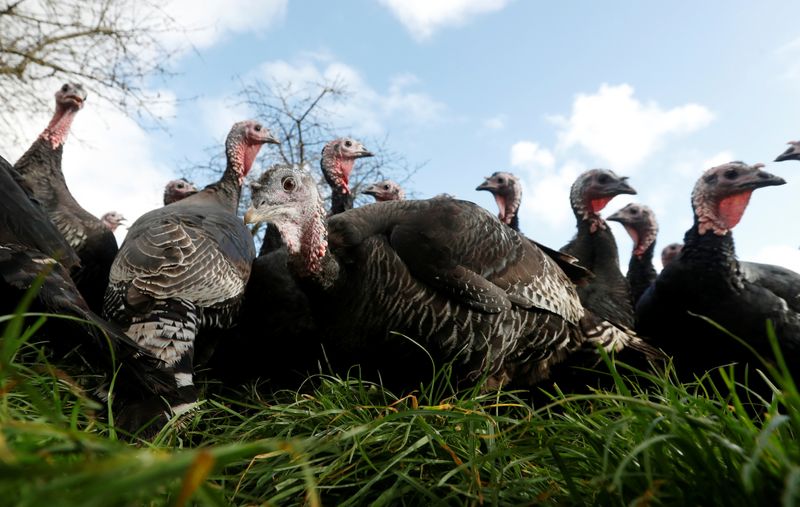 &copy; Reuters. Representative Photo: Turkeys are seen in the fields of Kings Coppice Farm, as the spread of the coronavirus disease (COVID-19) continues, Cookham, Britain, November 10, 2020. REUTERS/Matthew Childs/File Photo