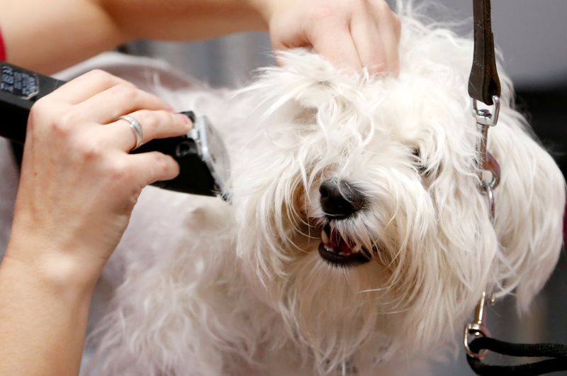 &copy; Reuters. FILE PHOTO: A groomer trims the fur of a Bichon Frise dog at the pet grooming salon "Happy Puppy" in Brussels, Belgium, December 2, 2017. REUTERS/Francois Lenoir/File Photo