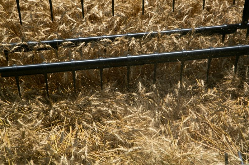 &copy; Reuters. Foto de archivo de una cosechadora en un campo de trigo en Shelbyville, Kentucky
Jun 29, 2021. REUTERS/Amira Karaoud