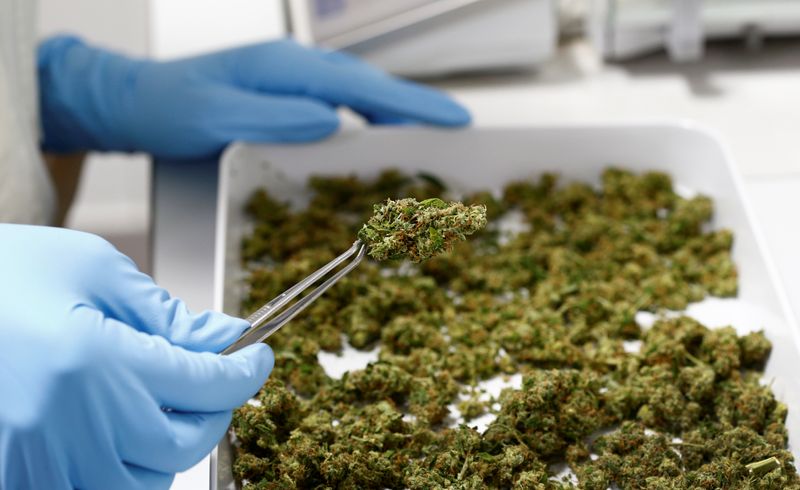 &copy; Reuters. FILE PHOTO: An employee holds up cannabis in the laboratory at the headquarters of herbal medicines manufacturer Bionorica in Neumarkt, Germany February 9, 2018. REUTERS/Michaela Rehle