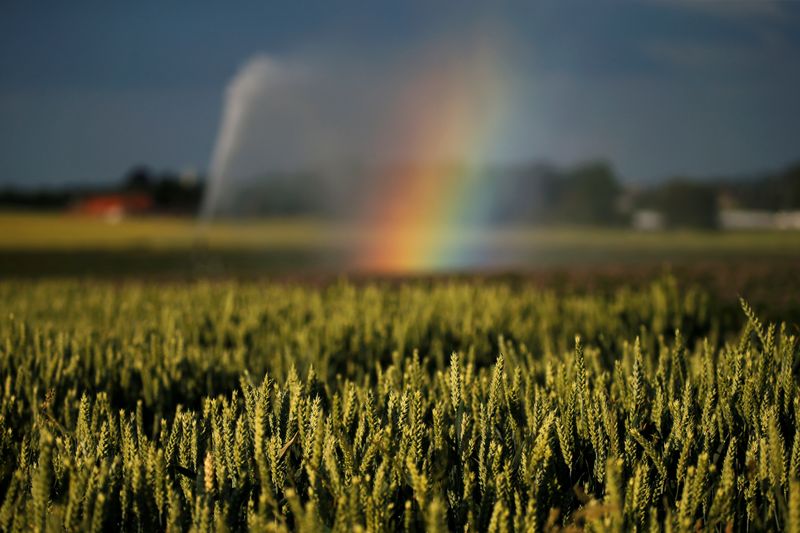 &copy; Reuters. Imagen de archivo de un arcoíris en un campo de trigo irrigado después de que las autoridades anunciaron el riesgo de sequía para el verano boreal en Sailly-lez-Cambrai, Francia. 16 de junio, 2020. REUTERS/Pascal Rossignol/Archivo
