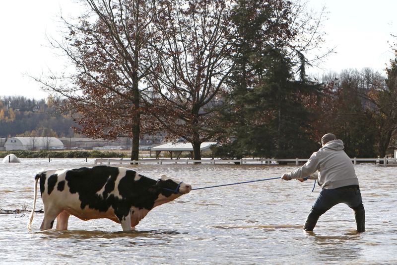 &copy; Reuters. FILE PHOTO: Community members struggle to rescue stranded cattle from a farm after rainstorms caused flooding and landslides in Abbotsford, British Columbia, Canada November 16, 2021.  REUTERS/Jesse Winter