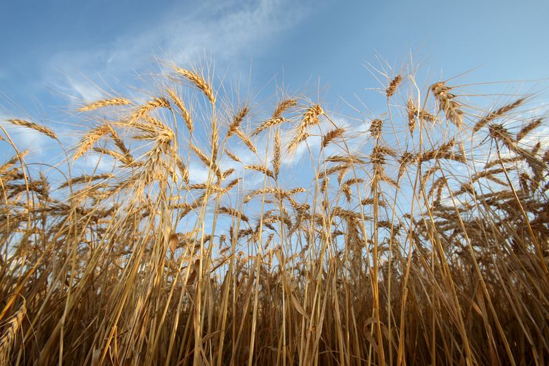 &copy; Reuters. Mature spring wheat awaits harvest on a farm near Beausejour, Manitoba, Canada August 20, 2020.  REUTERS/Shannon VanRaes/File Photo