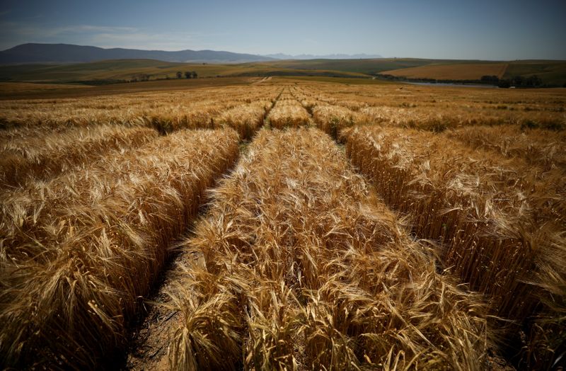 &copy; Reuters. Fields of experimental barley are seen at a farm run by South African Breweries (SAB), part of Anheuser Busch InBev, outside Caledon, South Africa, in this picture taken October 20, 2021. Picture taken October 20, 2021. REUTERS/Mike Hutchings