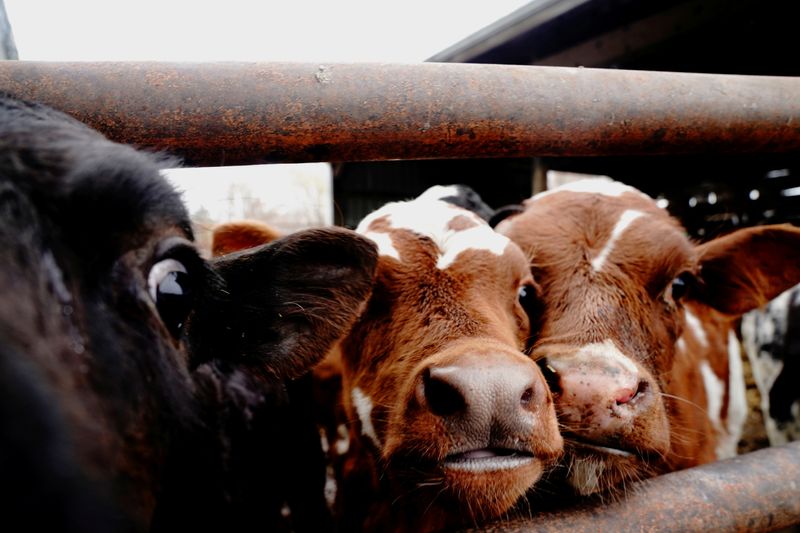 &copy; Reuters. FILE PHOTO: Dairy cows are seen on Derrydale Farm, an organic dairy farm in Belle Plaine, Minnesota, U.S., October 24, 2020. Picture taken October 24, 2020. REUTERS/Bing Guan/File Photo