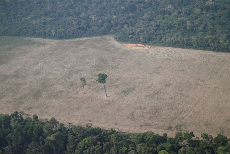 إزالة غابات الأمازون في البرازيل ترتفع لأعلى مستوى لها في 15 عاما