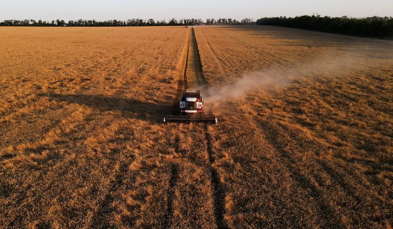 &copy; Reuters. FILE PHOTO: A combine harvests wheat in a field near the village of Nedvigovka in Rostov region, Russia, July 13, 2021. Picture taken with a drone. REUTERS/Sergey Pivovarov/File Photo